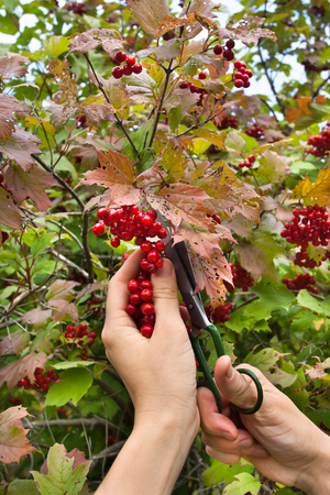 trim the berries from the snowball tree scissorsの写真素材