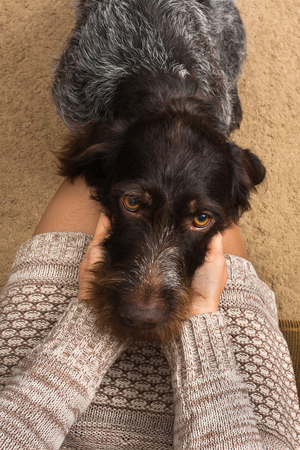 house dog put his head master on her knees