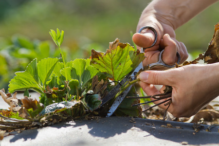 hands of gardener cut strawberry runners with scissorsの写真素材