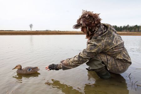waterfowler places a plastic duck decoy in shallow water before the huntの写真素材