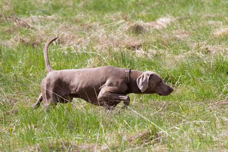 hungarian vyzhla looking for a bird in the grass while huntingの写真素材