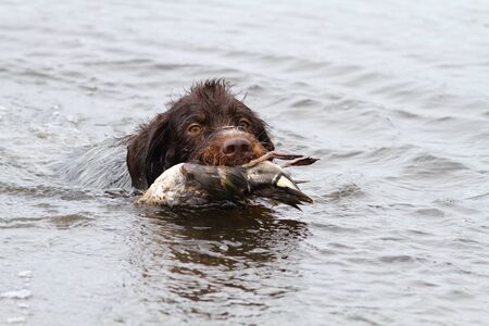 hunting dog returns downed duck (teal drake) from the lake during huntingの写真素材