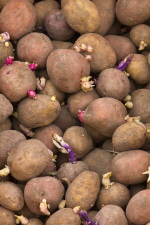 lots of potato tubers with sprouts prepared for plantingの写真素材