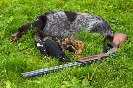 gundog, shotgun and hunting trophies (three downed grouse) lie on the green grass