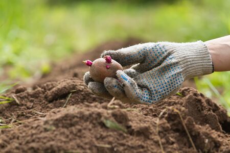 the hand of the gardener with a potato tuber over the plowed soilの写真素材