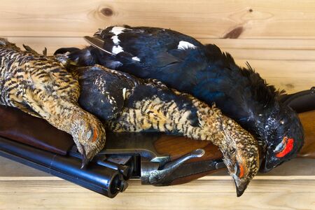 hunting trophies (three downed blackcocks) lie on a wooden shelf on top of a shotgunの写真素材