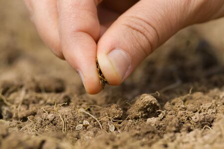manual planting of dill seeds in the soil, closeupの写真素材