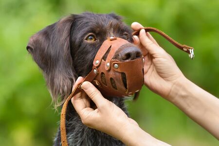 human hands put on a leather muzzle to muzzle a dogの写真素材