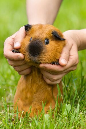 human hands gently lift red guinea pig over the green grassの写真素材