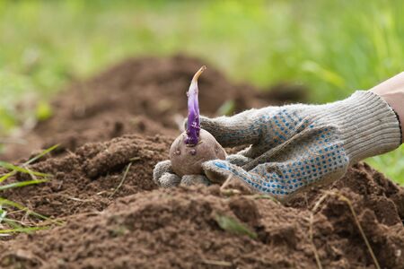the hand of the gardener lowers a sprouting potato tuber into the plowed soilの写真素材