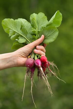 a bunch of fresh radishes in woman hand on blurred green backgroundの写真素材