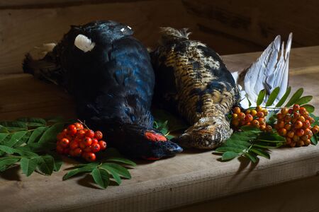 still life with hunting trophies (blackcock and chicken) and Rowan berriesの写真素材