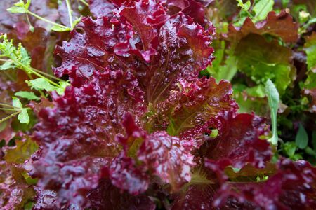 fresh lettuce leaves grow in a garden bedの写真素材