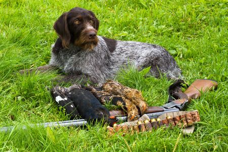 the hunting dog is next to the hunting equipment and trophies (three downed grouse) after the huntの写真素材