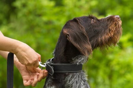the owner's hands fasten the leash to the dog collar against the background of greenery