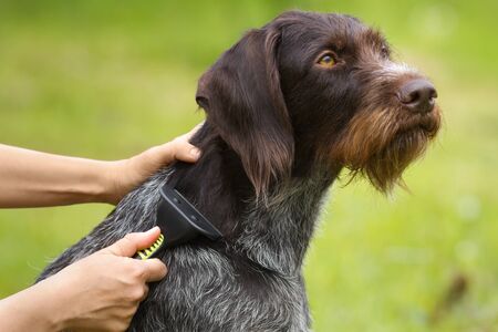female hands with furminator caring for a dog on a green background, closeupの写真素材