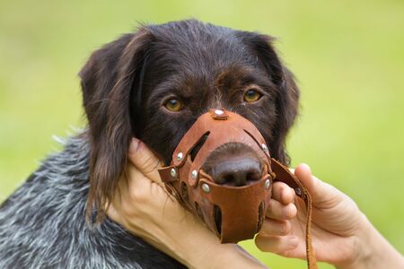 the owner removes the leather muzzle from his dogの写真素材