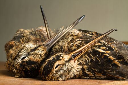 hunting trophies (woodcock and two snipe) lie on a wooden table in the kitchenの写真素材