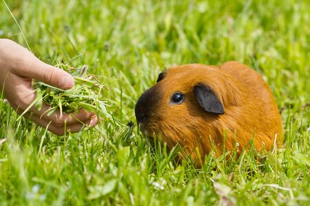red-haired Guinea pig eats fresh grass from a human hand in the gardenの写真素材