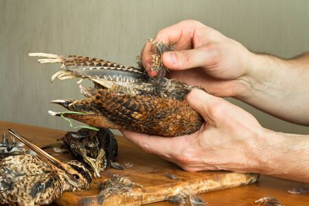 hands of a man plucking a bird brought from huntingの写真素材