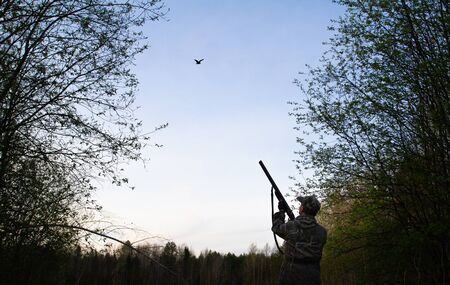 a male woodcock makes a courting flight (Roding) and flew up to the hunter in a forest clearing at...