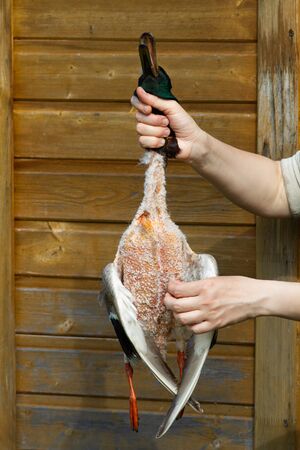 hands of a hunter plucking a wild duck after huntingの写真素材