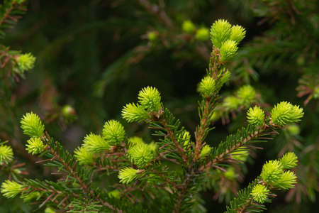 young soft shoots appeared on the branch of the fir tree in the springの写真素材