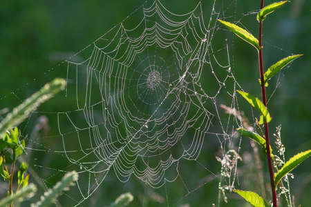 Dew covered cobwebs hang on the bushes lit up by the morning sunの写真素材