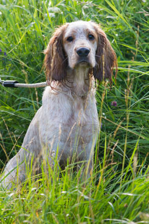 Hunting dog spaniel strapped on a leash sits in a thick thicket of tall grass on a sunny dayの写真素材