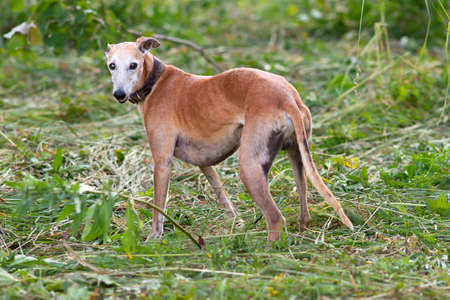 A brown greyhound stands in the meadow and looks backの写真素材