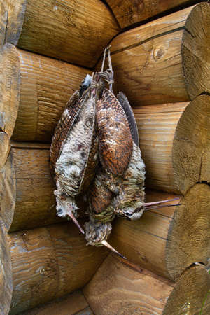 three downed woodcocks tied together hanging on the wall of a log houseの写真素材