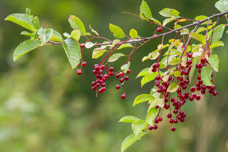 bird cherry branch with red berries on a blurry green backgroundの写真素材