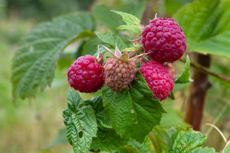 green raspberry branch with ripening berries in the garden