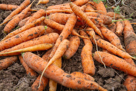 freshly harvested carrots in the vegetable garden, closeupの写真素材