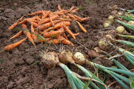 freshly harvested carrots and onions in the vegetable gardenの写真素材