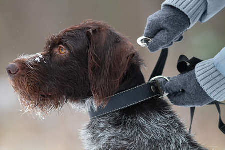 hands of a woman wearing gloves fasten a dog on a leash in winterの写真素材