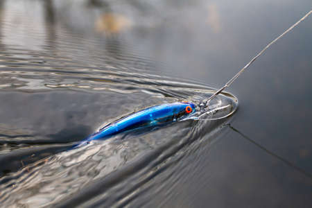 blue wobbler tied to a fishing line quickly floats on the surface of the water in autumnの写真素材