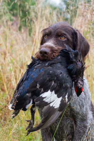 gun dog - german wirehaired pointer sits in the grass and holds a downed wildfowl (black grouse cock) in its teeth during wildfowlingの写真素材