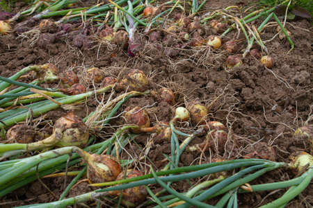 a lot of unearthed onions lie on the excavated ground during the harvest in the garden