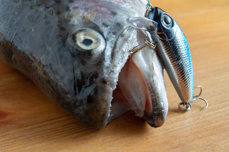 The head of a caught trout with a wobbler in its mouth. The fish is lying on a wooden table.