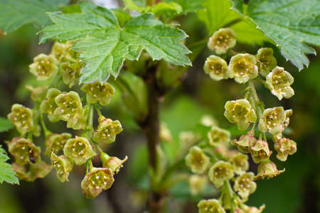 Several clusters of flowers grow on a branch of black currant in the garden.