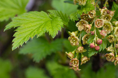 Several young ovaries of blackcurrant berries on a green branch in the gardenの写真素材