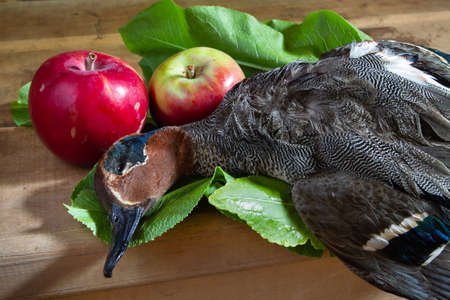 The hunter's prey (a downed teal) lies on a kitchen table on rhubarb leaves.の写真素材