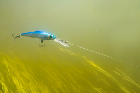 A blue wobbler attached to a fishing line floats in the greenish water column in the river after a...