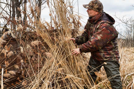 A duck hunter puts an armful of dry reeds on his hunting blind.の写真素材
