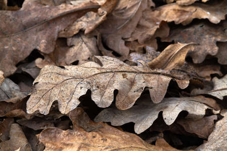 Spring. A lot of fallen oak leaves are lying on the ground. They've been here since last year, and they're brown. Close-up.の写真素材