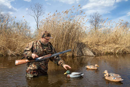 The hunter is standing in a lake overgrown with reeds, waist-deep in water. He arranges plastic baits for ducks. The hunter has a shotgun hanging on his chest.の写真素材