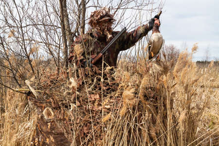 A masked duck hunter stood up from a disguised hiding place. In his hands he holds a shot duck (mallard drake).の写真素材