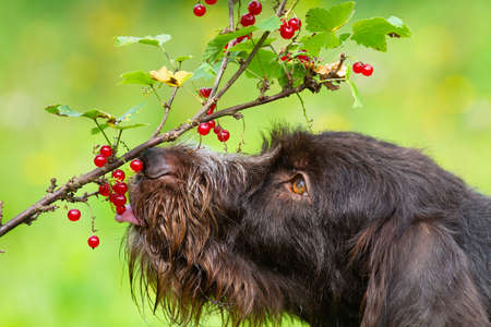 The dog eats red currant berries directly from the branch. The tip of the tongue touches the berries. Close-up.の写真素材