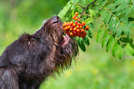 The dog eats red berries of wild mountain ash directly from a branch. Close-up.の写真素材
